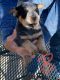 Blue Healer Puppies for sale in Stratford, TX 79084, USA. price: NA