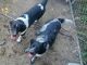 Blue Healer Puppies for sale in Jamestown, ND, USA. price: NA