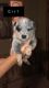 Blue Healer Puppies for sale in 12321 Appleby Rd, Shade Gap, PA 17255, USA. price: $500