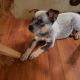 Blue Healer Puppies for sale in Richmond Hill, GA 31324, USA. price: NA