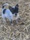 Blue Healer Puppies for sale in 12814 W State Hwy T, Ash Grove, MO 65604, USA. price: NA