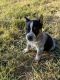 Blue Healer Puppies for sale in Sumner County, TN, USA. price: $150