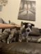 Blue Healer Puppies for sale in Post Falls, ID 83854, USA. price: NA