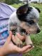 Blue Healer Puppies for sale in Clayton, NC 27527, USA. price: $250
