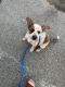 Blue Healer Puppies for sale in Garden Grove, CA, USA. price: NA