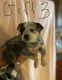Blue Healer Puppies for sale in Bakersville, NC 28705, USA. price: NA