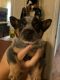 Blue Healer Puppies for sale in Walterboro, SC 29488, USA. price: NA