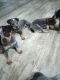 Blue Healer Puppies for sale in Albany, GA, USA. price: NA