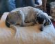 Blue Healer Puppies for sale in Northampton, PA 18067, USA. price: NA