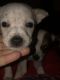 Blue Healer Puppies for sale in Fort Worth, TX, USA. price: NA