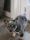 Blue Healer Puppies for sale in Conneaut, OH 44030, USA. price: $400