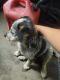 Blue Healer Puppies for sale in Peoria, AZ 85345, USA. price: $350