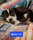 Blue Healer Puppies for sale in Oconto, WI 54153, USA. price: $300