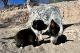 Blue Healer Puppies for sale in Tucson, AZ, USA. price: $100