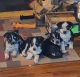 Blue Healer Puppies for sale in Atlanta, KS 67008, USA. price: $300