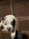 Blue Healer Puppies for sale in Fredericktown, MO 63645, USA. price: NA
