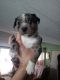 Blue Healer Puppies for sale in Curlew, WA, USA. price: NA