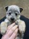 Blue Healer Puppies for sale in Scottsbluff, NE 69361, USA. price: NA