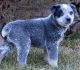 Blue Healer Puppies for sale in Salt Lake City, UT 84119, USA. price: NA