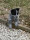 Blue Healer Puppies for sale in Silex, MO 63377, USA. price: NA