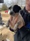 Blue Healer Puppies for sale in Wichita Falls, TX, USA. price: NA