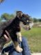 Blue Healer Puppies for sale in Bellmead, TX 76705, USA. price: NA