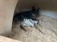 Blue Healer Puppies for sale in Payson, AZ 85541, USA. price: $500