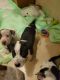 Blue Healer Puppies for sale in North Augusta, SC, USA. price: NA