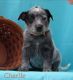 Blue Healer Puppies for sale in Hyde Park, VT, USA. price: NA