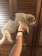 Blue Healer Puppies for sale in Castle Rock, WA 98611, USA. price: $300