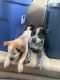 Blue Healer Puppies for sale in Chipley, FL 32428, USA. price: NA