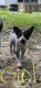 Blue Healer Puppies for sale in Bolivar, TN 38008, USA. price: NA