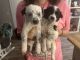 Blue Healer Puppies for sale in Lawrenceburg, TN, USA. price: NA