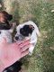 Blue Healer Puppies for sale in Sterling, ID 83210, USA. price: NA