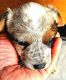 Blue Healer Puppies for sale in Central, CA 95612, USA. price: $500