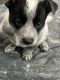 Blue Healer Puppies for sale in Mariapolis, MB R0K 1K0, Canada. price: $350