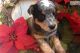 Blue Healer Puppies for sale in Kansas City, KS, USA. price: NA