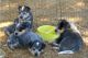 Blue Healer Puppies for sale in Austin, TX, USA. price: NA