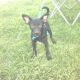 Blue Healer Puppies for sale in Canton, OH, USA. price: NA