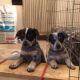 Blue Healer Puppies for sale in Los Angeles, CA, USA. price: $500