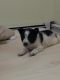Blue Healer Puppies for sale in Buffalo, MN 55313, USA. price: NA