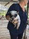 Blue Healer Puppies for sale in Alice, TX 78332, USA. price: NA