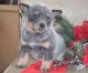 Blue Healer Puppies for sale in TX-121, Plano, TX, USA. price: NA