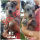 Blue Healer Puppies for sale in Pauls Valley, OK, USA. price: $200