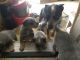 Blue Healer Puppies for sale in San Diego, CA, USA. price: NA