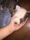 Blue Healer Puppies for sale in Porter, TX 77365, USA. price: NA