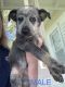 Blue Healer Puppies for sale in Bryan, OH 43506, USA. price: NA