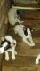 Blue Healer Puppies for sale in Webbers Falls, OK, USA. price: NA