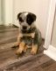 Blue Healer Puppies for sale in Oklahoma City, OK, USA. price: NA