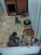 Blue Healer Puppies for sale in Mt Gilead, OH 43338, USA. price: NA